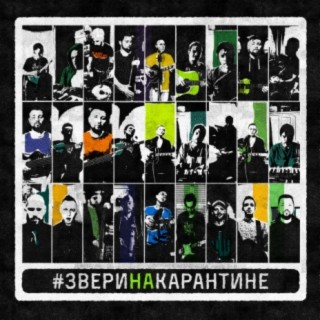 Download Звери Album Songs: Звери На Карантине | Boomplay Music