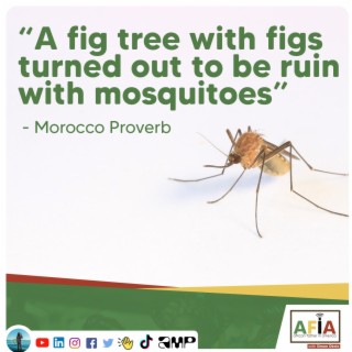 A Fig Tree with Figs Turned Out to be a Ruin with Mosquitoes | African Proverbs | AFIAPodcast