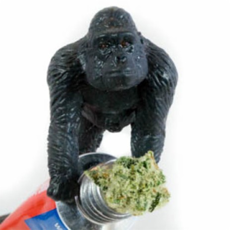 gorilla glue | Boomplay Music