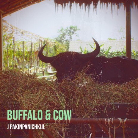 Buffalo & Cow | Boomplay Music