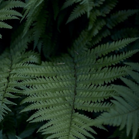 Thunder Strike ft. La Naturaleza del Sueño & Nature Recordings | Boomplay Music