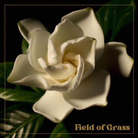 Field Of Grass | Boomplay Music