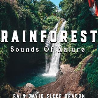 Rainforest - Sounds of Nature