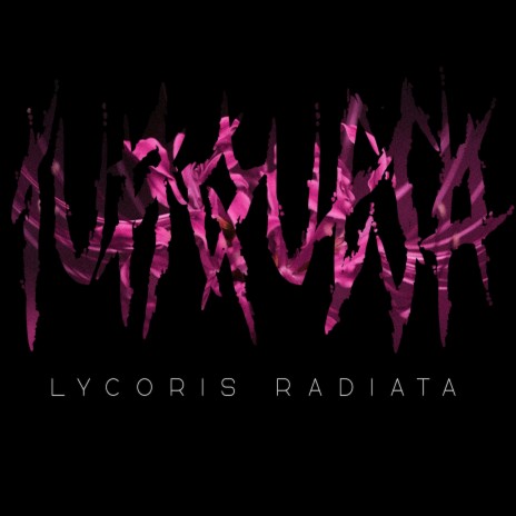 LYCORIS RADIATA