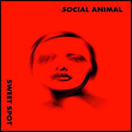 SOCIAL ANIMAL | Boomplay Music