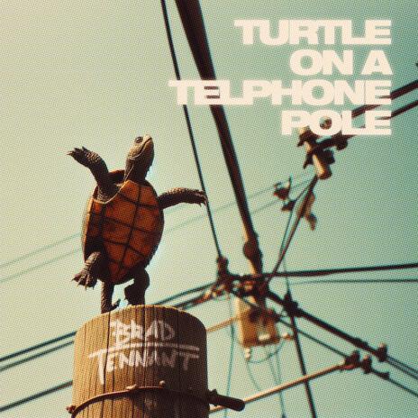 Turtle on a Telephone Pole | Boomplay Music