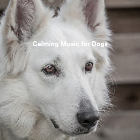 Look Beyond ft. Sounds Dogs Love & Dog Calming Music | Boomplay Music
