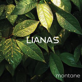 Montane