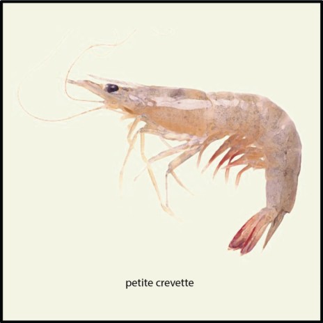 Petite Crevette (582)