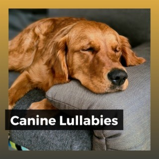 Canine Lullabies