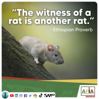 The Witness of a Rat is Another Rat | African Proverbs | AFIAPodcast