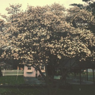 the tree with white leaves in spring