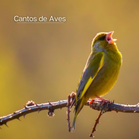 Cantos de Aves, Pt. 08 | Boomplay Music