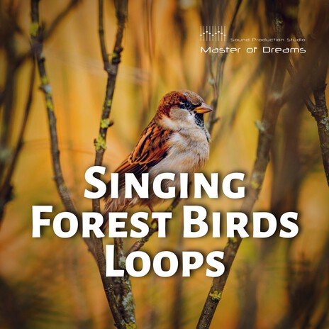 Bird Trills 1 Loop | Boomplay Music