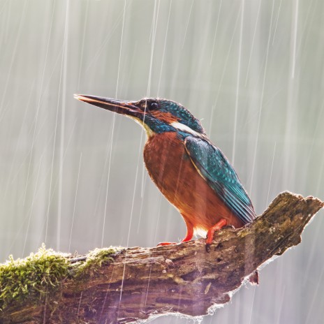 Звуки дождя и птиц. Звуки природы. Для отдыха