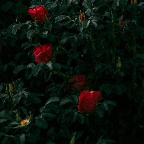 Red Roses | Boomplay Music