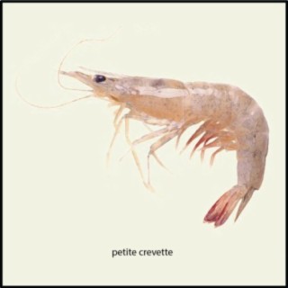 Songs in the Time of Our Children: Shrimp Songs