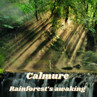 Rainforest's awaking