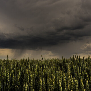 Softy Sky Sounds of Rain and Nature (Loopable)