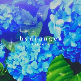 Hydrangea