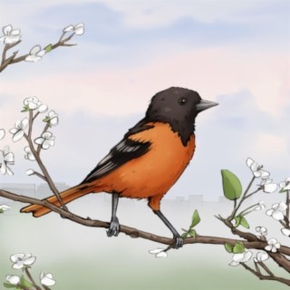 Baltimore Oriole