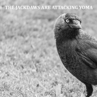 The Jackdaws Are Attacking Yoma