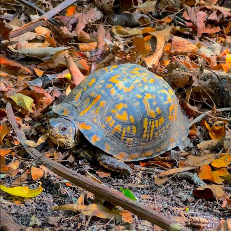 BOX TURTLE | Boomplay Music