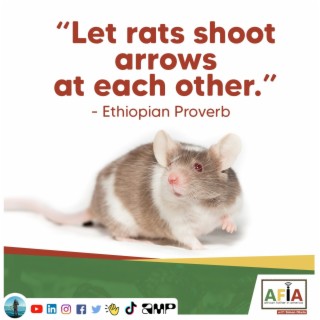 Let Rats Shoot Arrows at Each Other | African Proverbs | AFIAPodcast