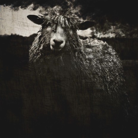 Black Sheep II ft. Manzy | Boomplay Music