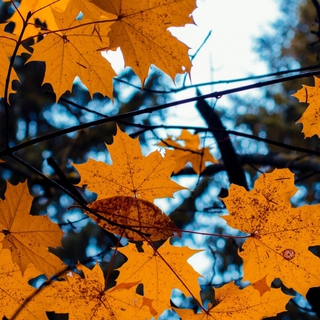 Yellow leaves