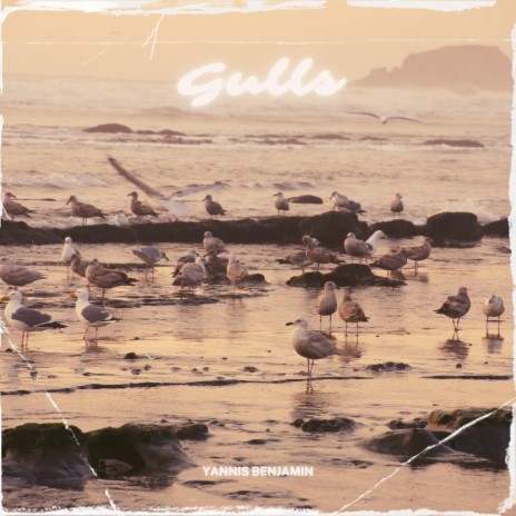 Gulls