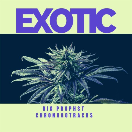 Exotic ft. Big Proph3t | Boomplay Music