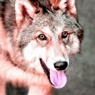 A-Wolf