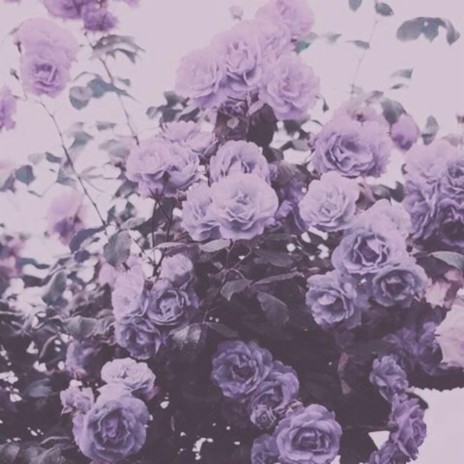LAVENDER SCENTED LOVE (LSL) | Boomplay Music