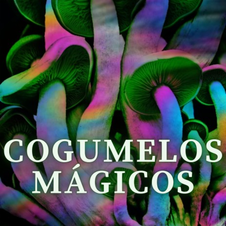 Cogumelos Mágicos | Boomplay Music