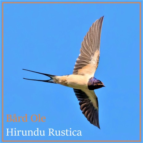 Låvesvale (Hirundu Rustica) | Boomplay Music