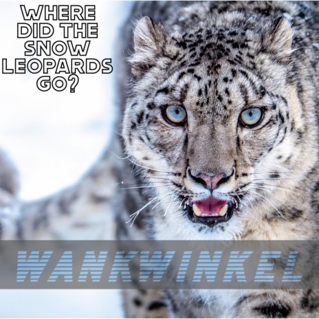Where Did The Snow Leopards Go?