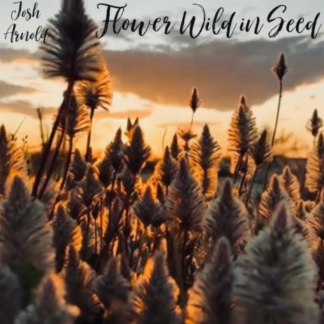 Flower Wild in Seed | Boomplay Music