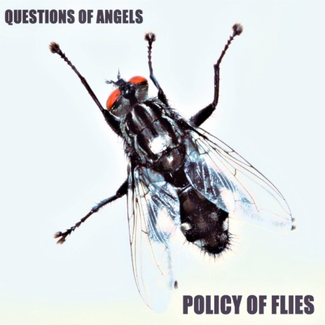 Policy of Flies | Boomplay Music