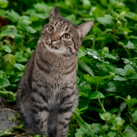Cat meowing - Мяуканье кота ft. Kittens meowing & Мяуканье кошек и котят  MP3 Download & Lyrics | Boomplay