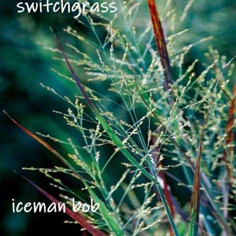 switchgrass