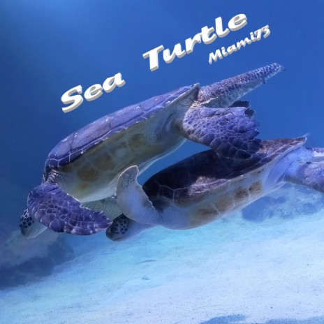 Sea Turtle | Boomplay Music