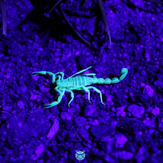 Scorpion