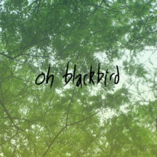 oh blackbird