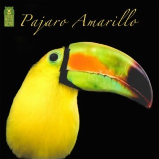 Pajaro Amarillo