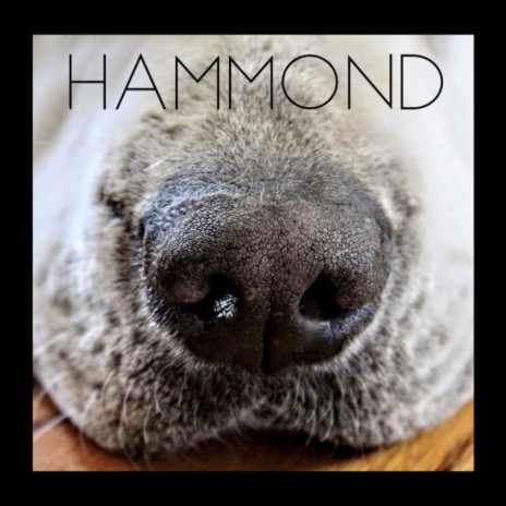 Hammond | Boomplay Music