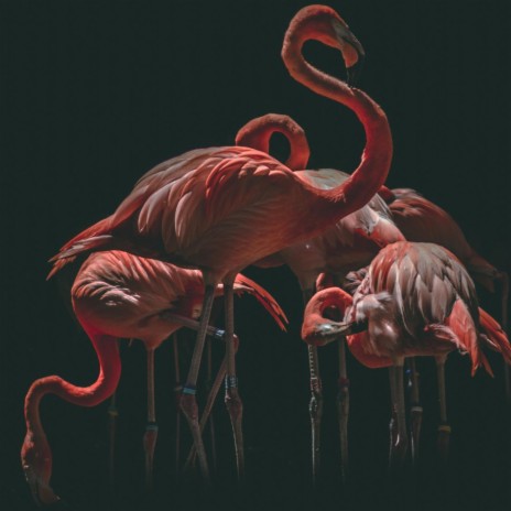 Flamingo | Boomplay Music