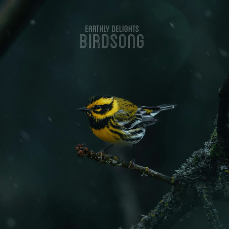 Birdsong | Boomplay Music