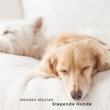 Slapende Honde | Boomplay Music