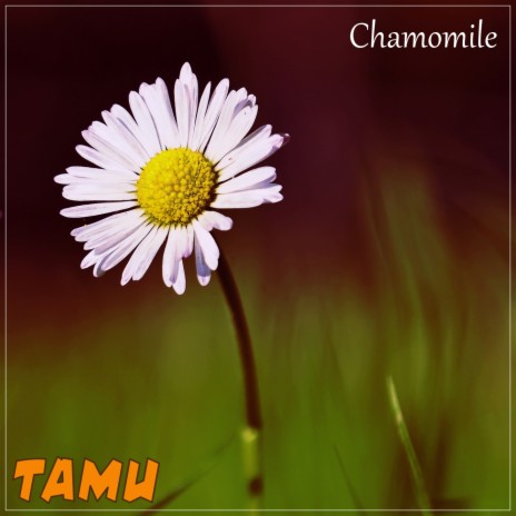 Сhamomile | Boomplay Music